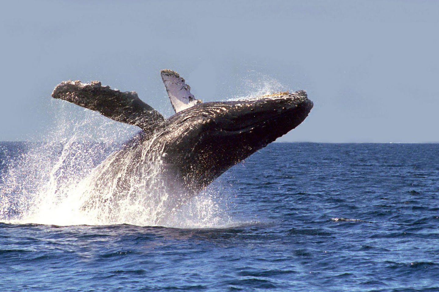 ballenas en Baja California Sur